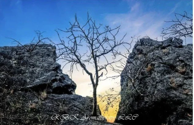 Frankincense Hojari Mixed Sacra Resin Extract Infusion