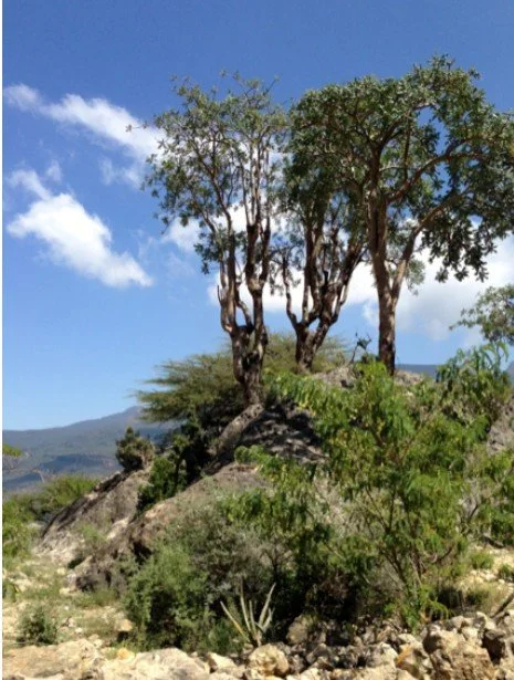 Screenshot 2026-02-05 173522.jpg