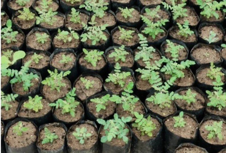 Frankincense Boswellia Hojari Sacra Essential Oil