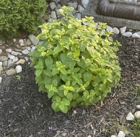 Lemon Balm Hydrosol (Melissa officinalis