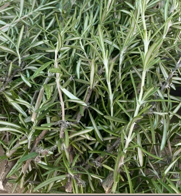 Screenshot 2026-02-20 180535.jpg