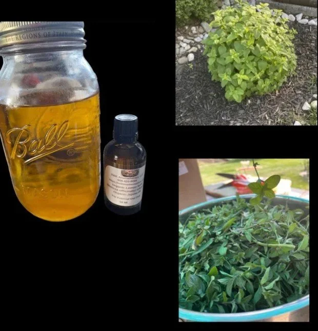 Lemon Balm (Melissa officinalis) -50 mls