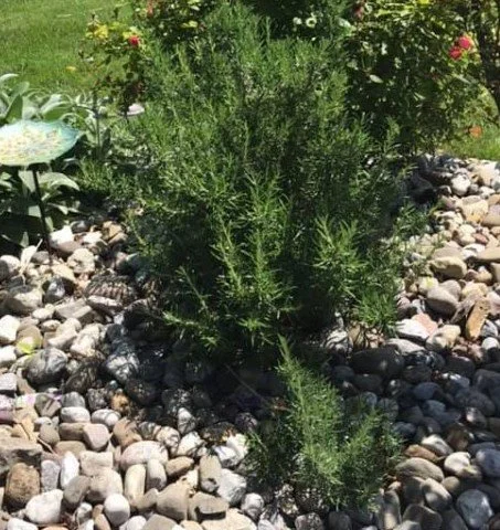 Rosemary 1,8-Cineole Hydrosol Artisan Distilled