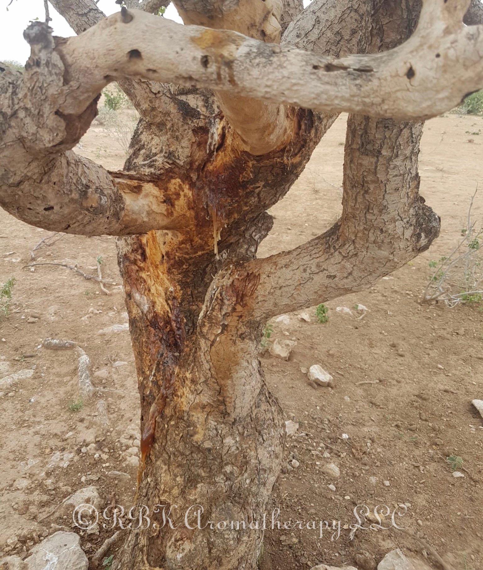 Opoponax- Commiphora guiddoti- Infusing Gravel/Powder
