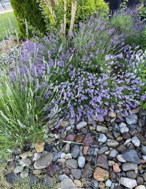 Organic Lavender Hydrosol