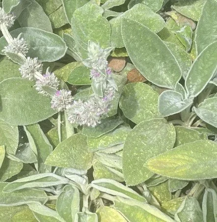 Screenshot 2026-03-06 180116.jpg