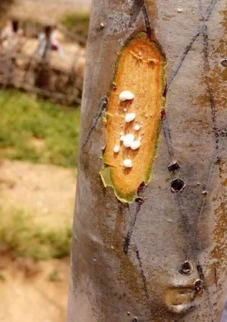 Screenshot 2026-02-05 173550.jpg