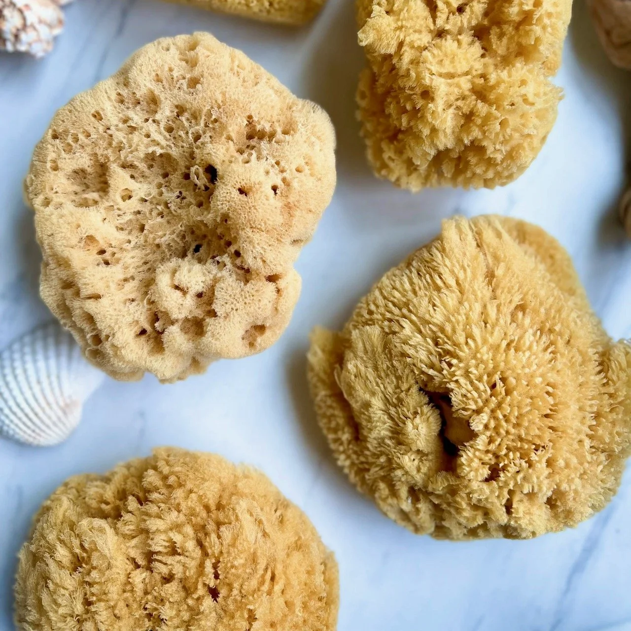 Natural Sea Sponge
