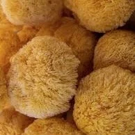 sea songes group unwrapped.jpeg