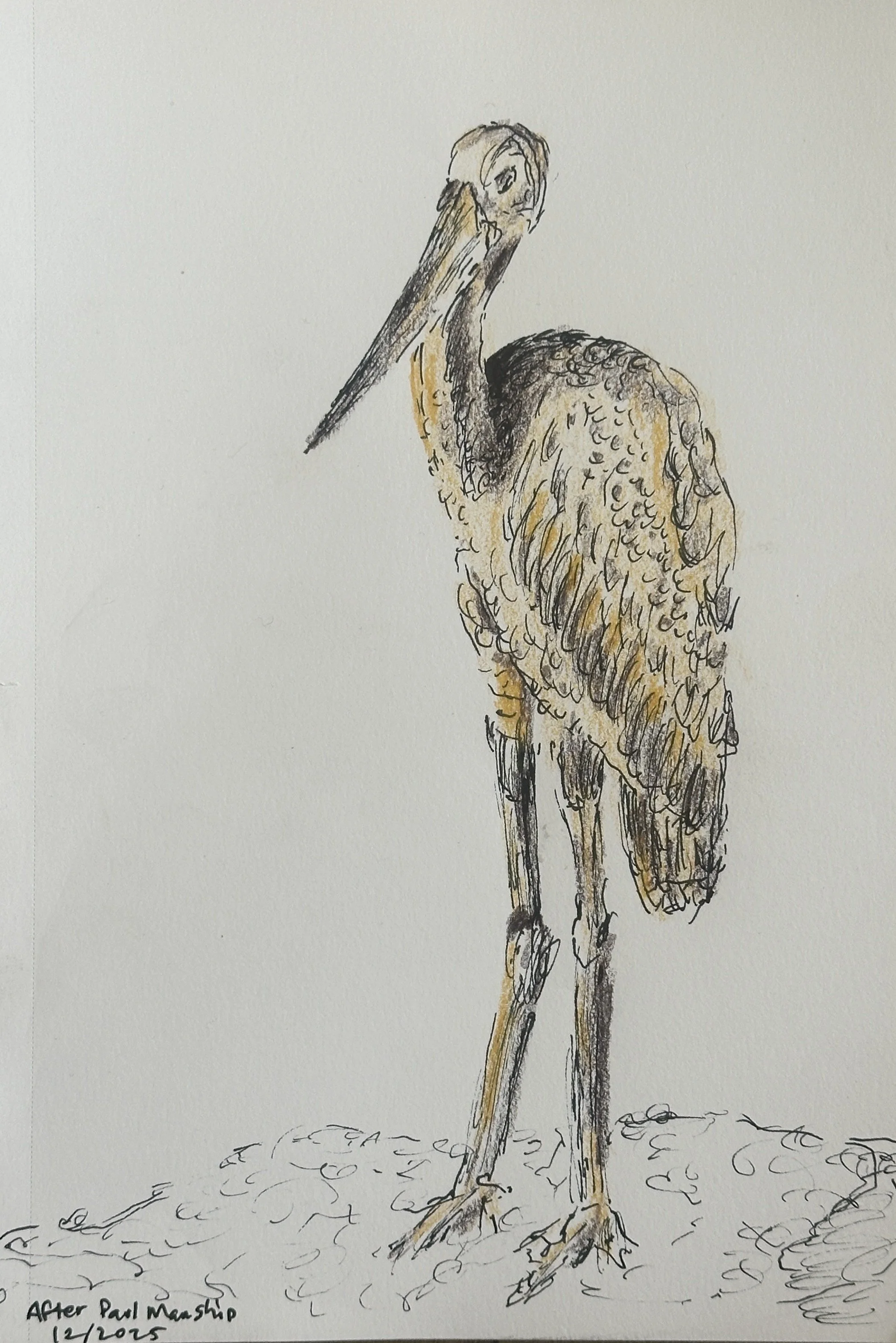 pencil sketch of a tall bird
