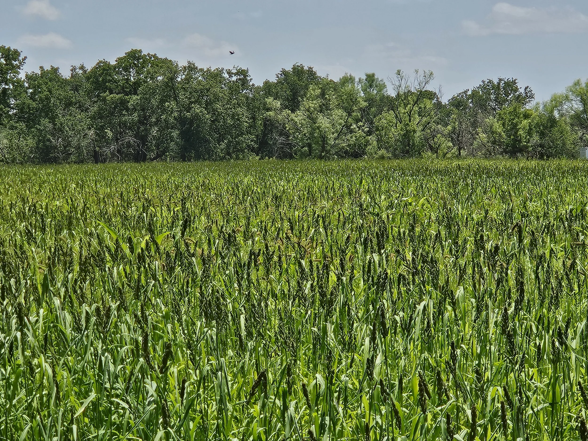 Milo Food Plot Summer Growth Pic.jpg