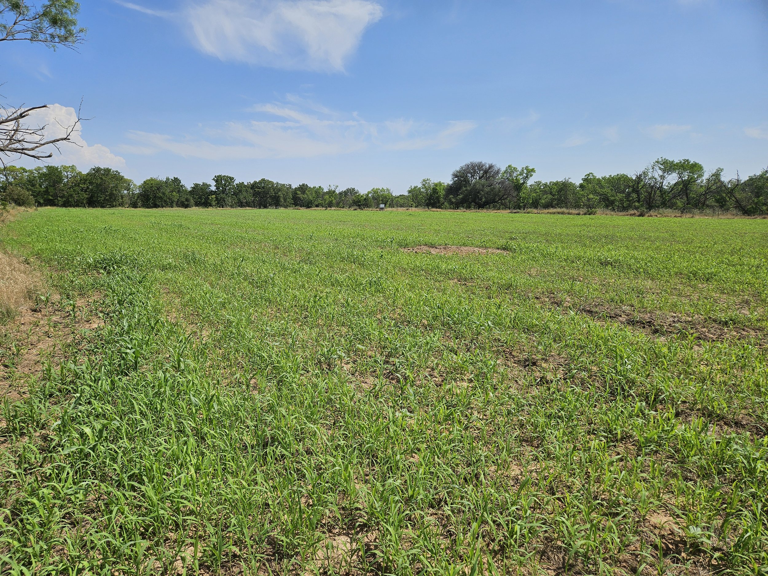 hunter cabin food plot late spring growth.jpg