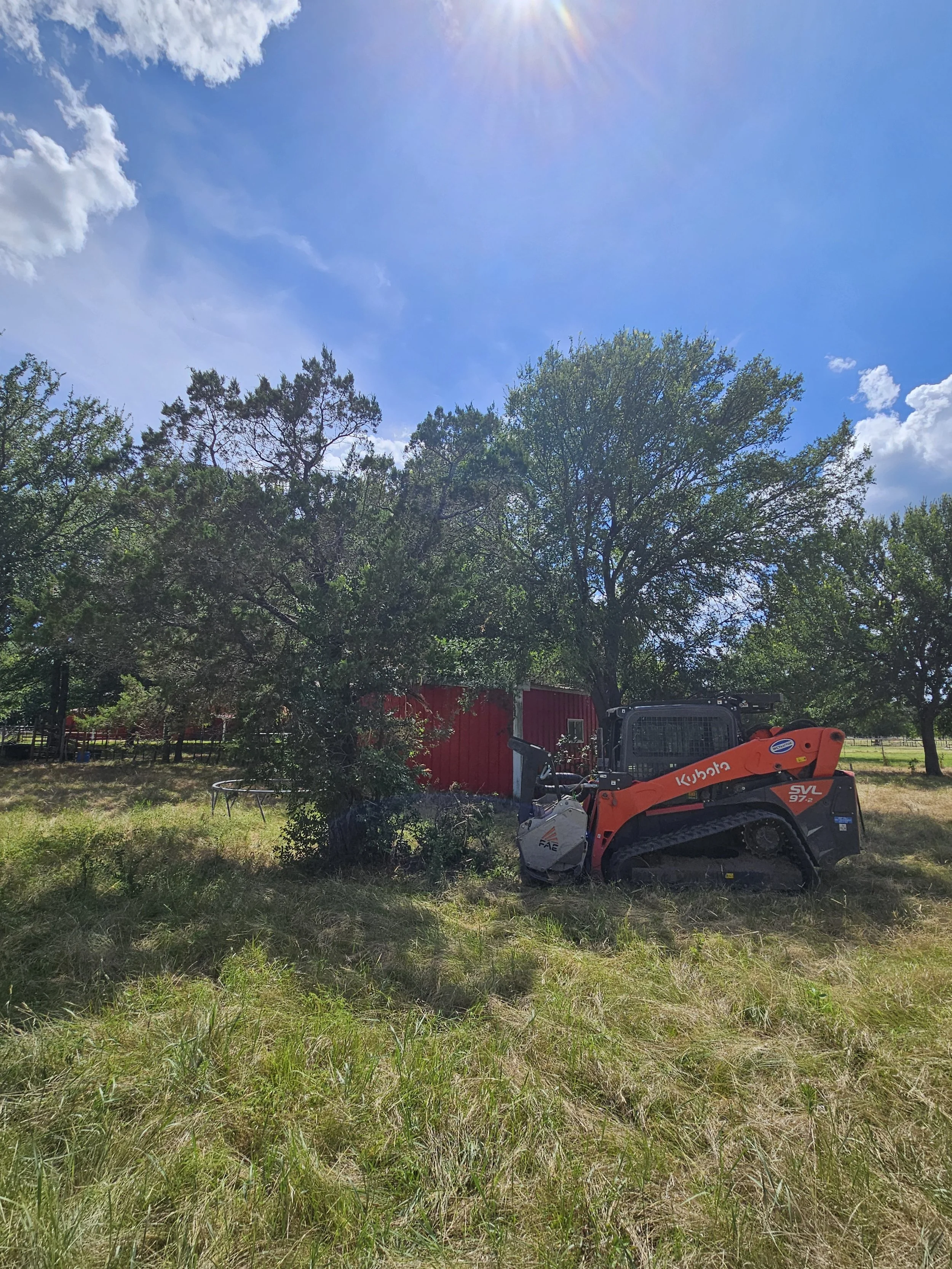 Strickler Cedar Tree.jpg
