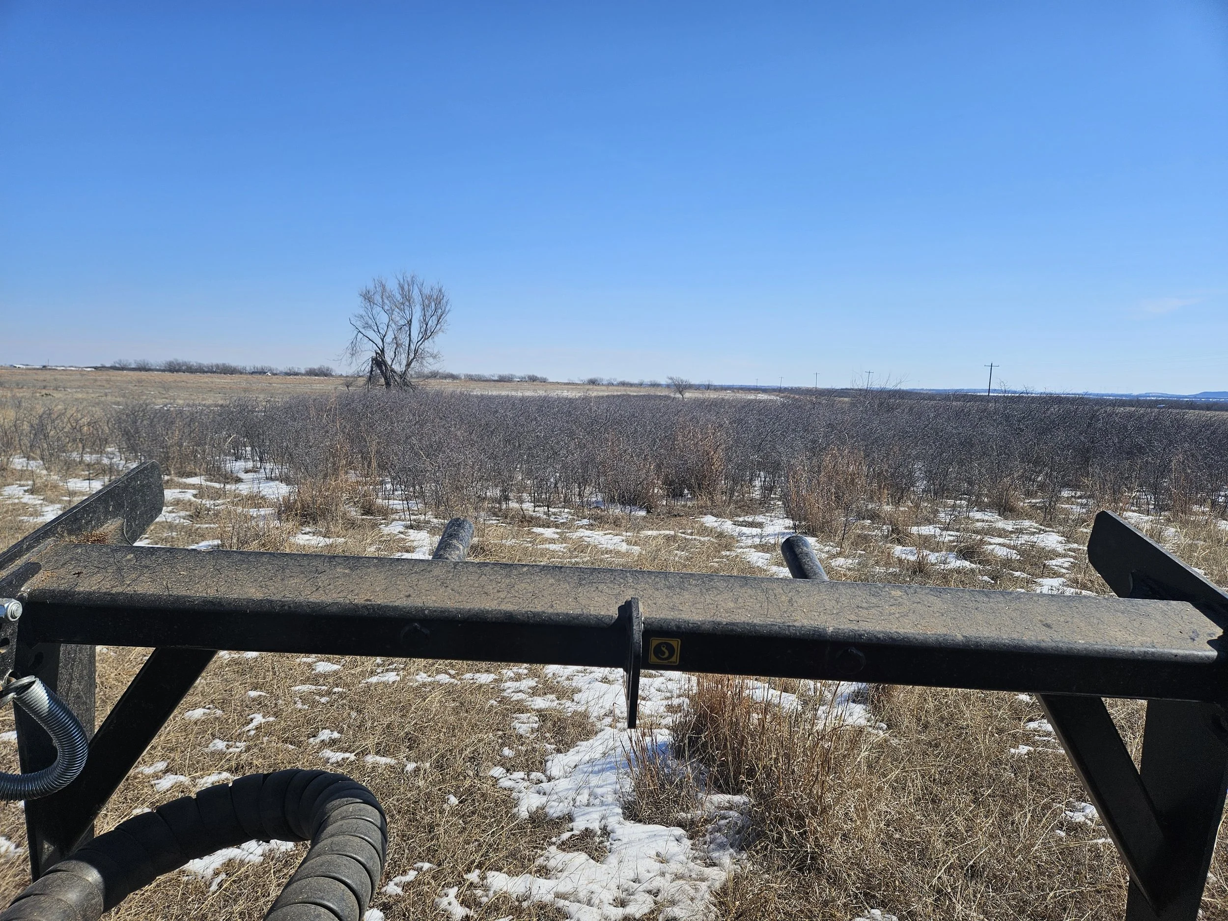 Plum Thickets Pre Pic.jpg