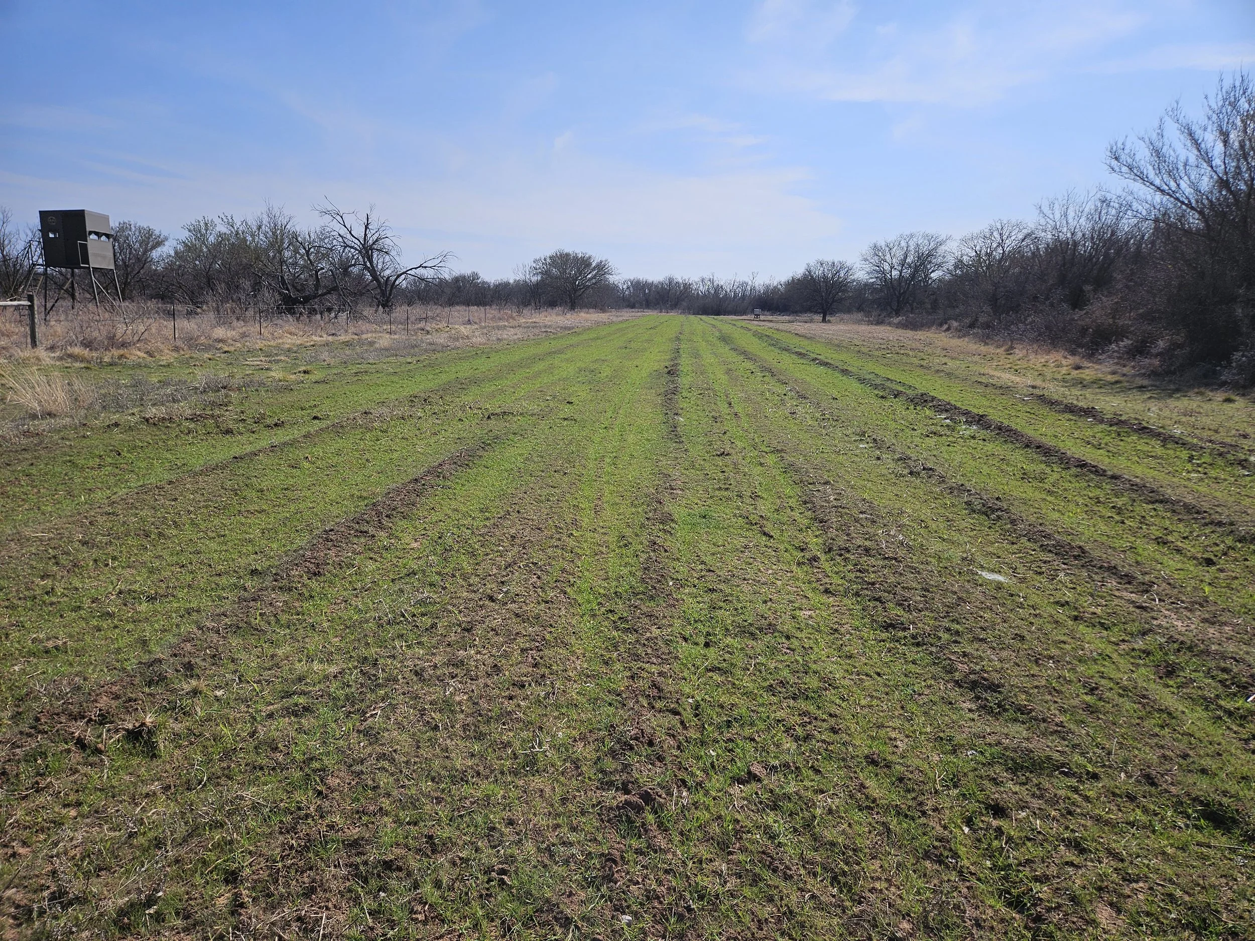 NE food plot wheat early spring.jpg
