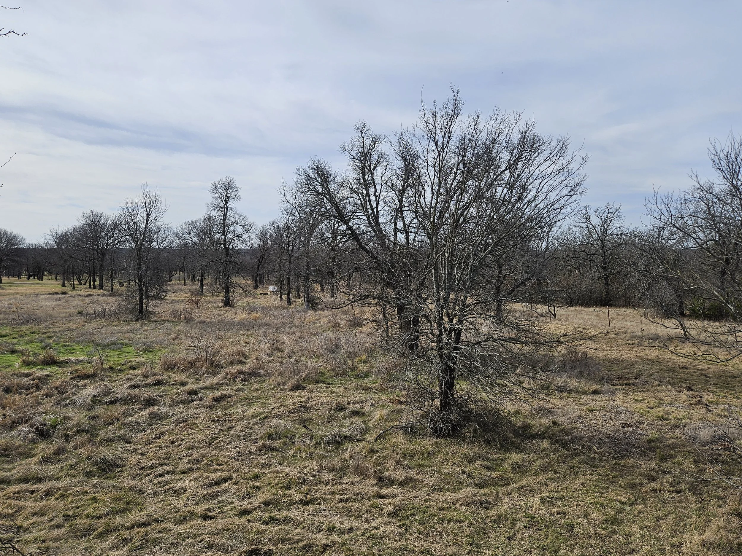 Pature Mowing Before Picture 3.9.26.jpg