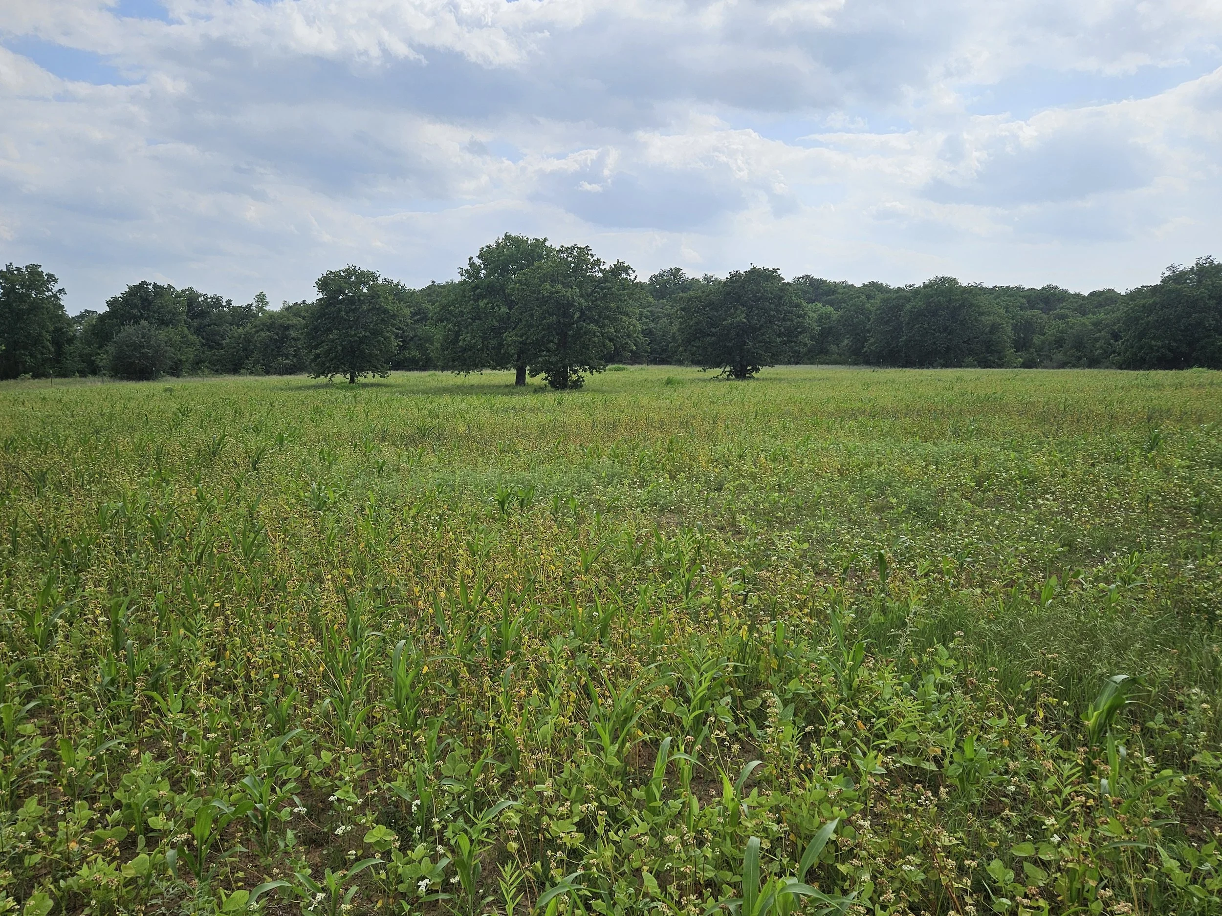 Keith G Food Plot Late May.jpg