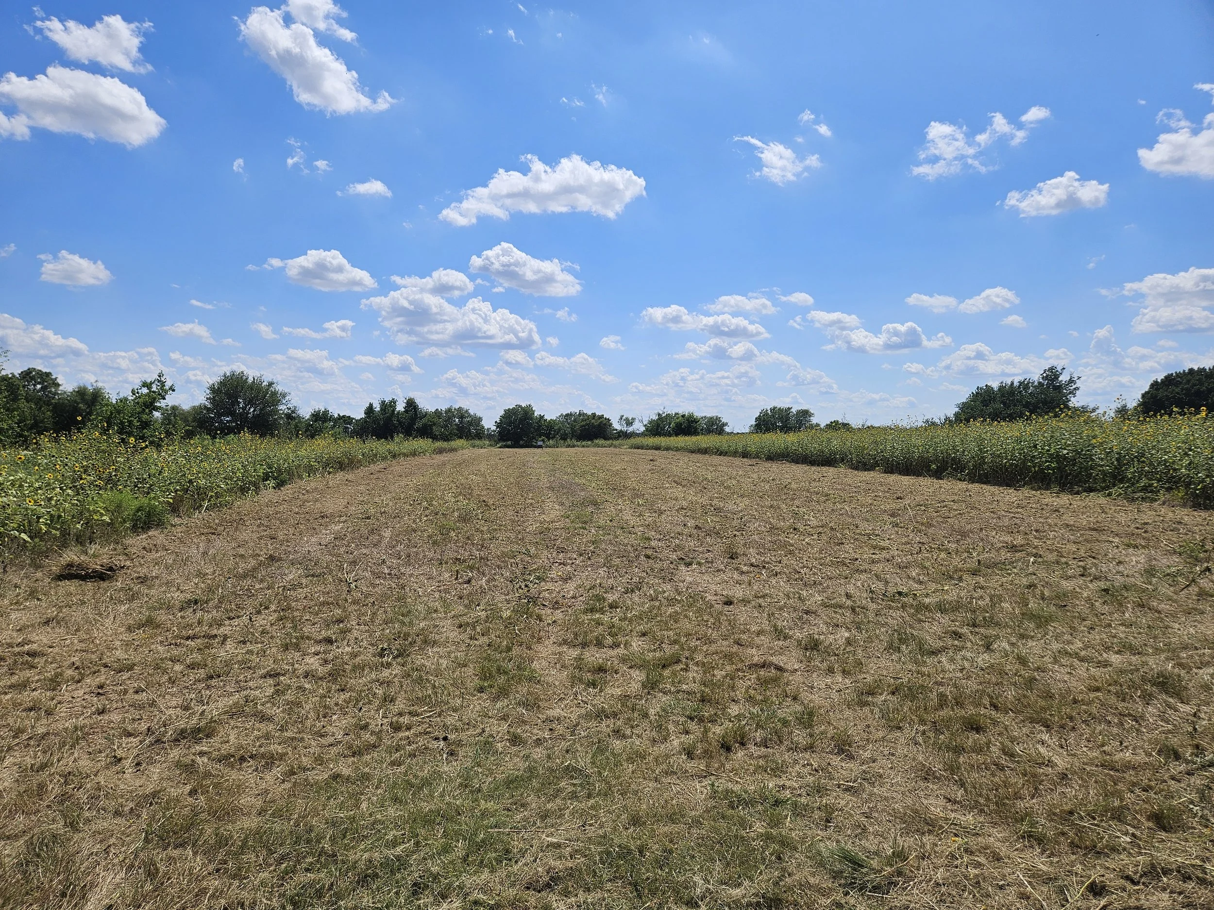Sunflower field post mow pic.jpg