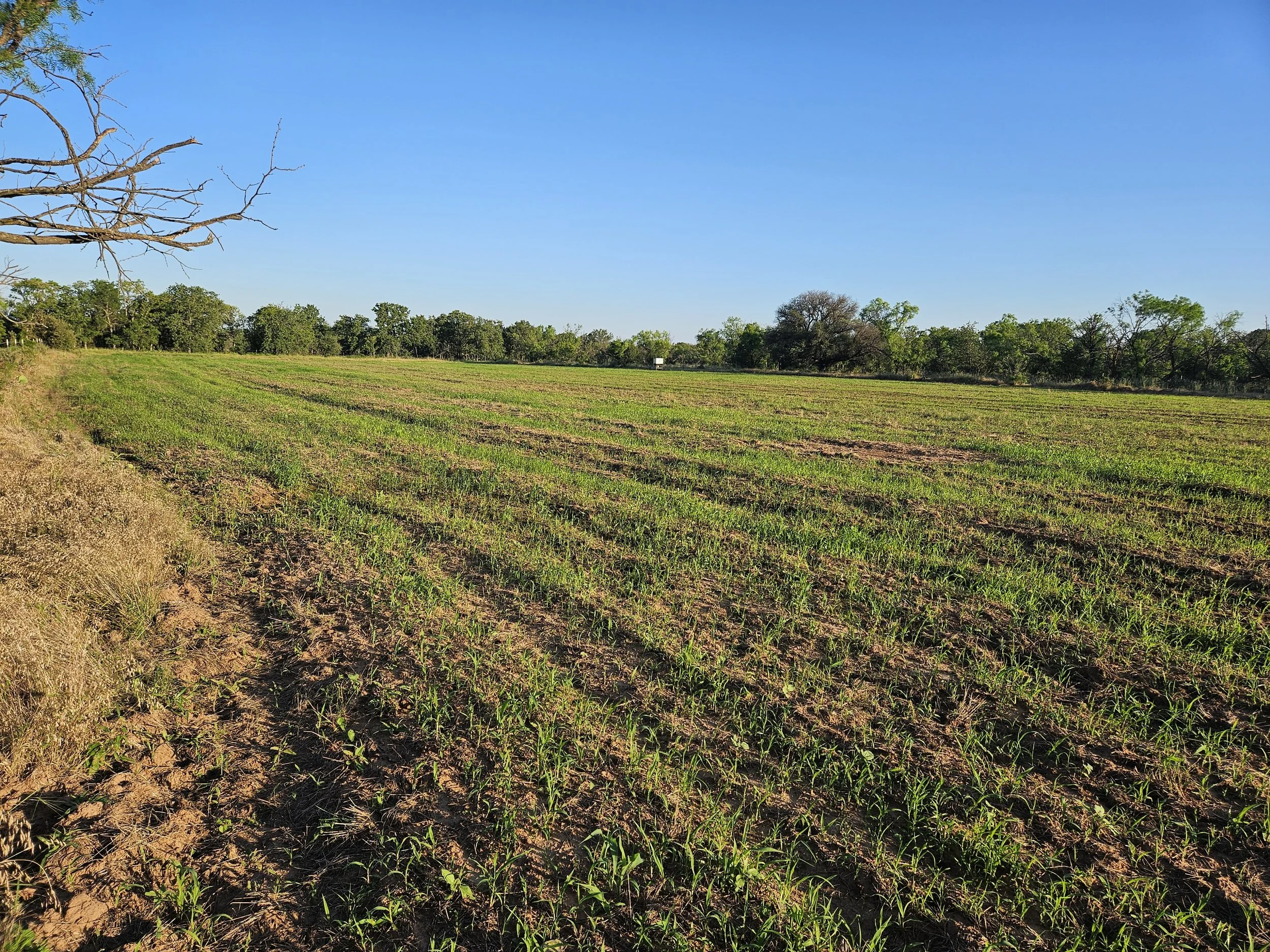 hunters cabin food plot spring growth pic.jpg
