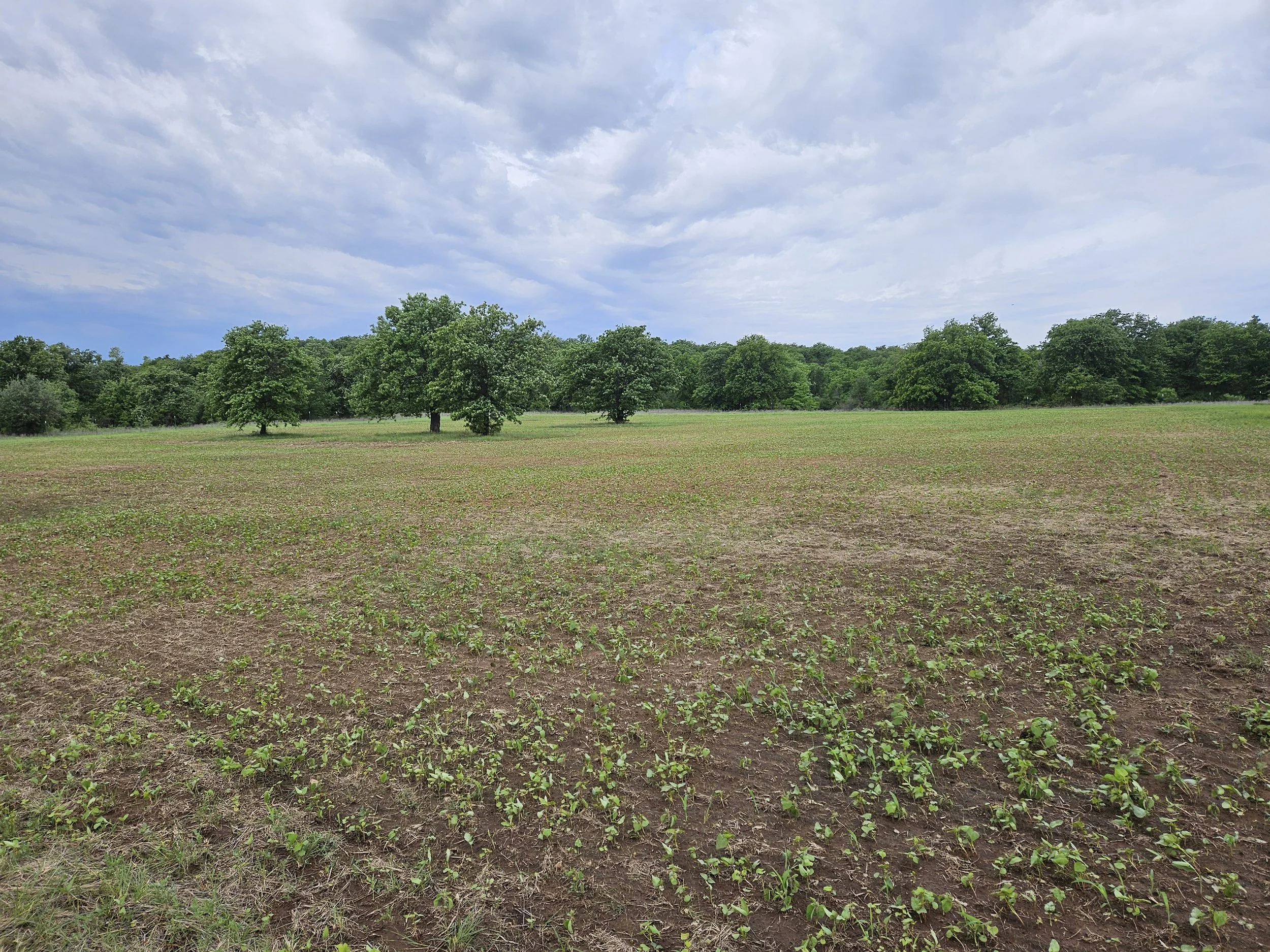 Keith G Food Plot Early Growth 2026.jpg