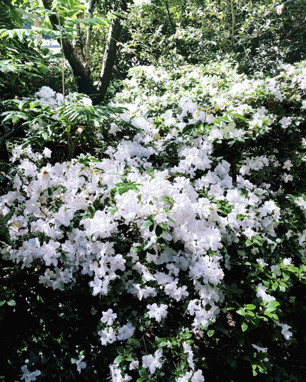 Bellevue, WA - June '24