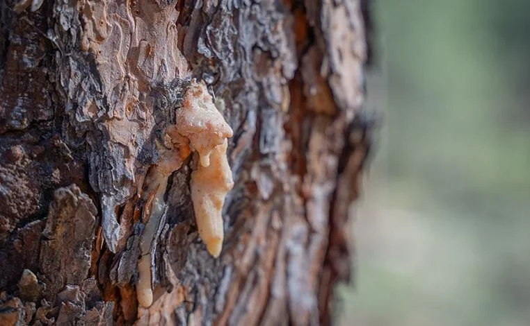 Mountain pine beetle pitch tube.
