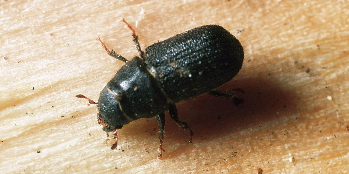 Mountain pine beetle.