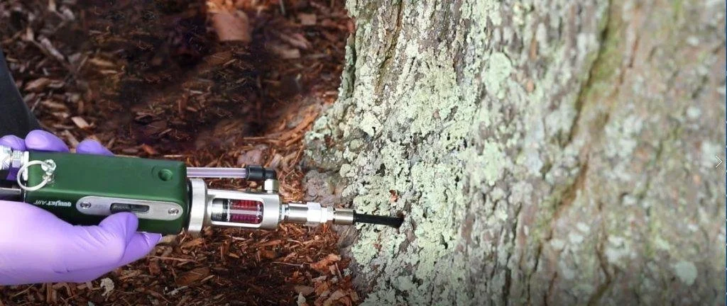 Example of Arbor Jet system being used to inject insecticide into a tree.