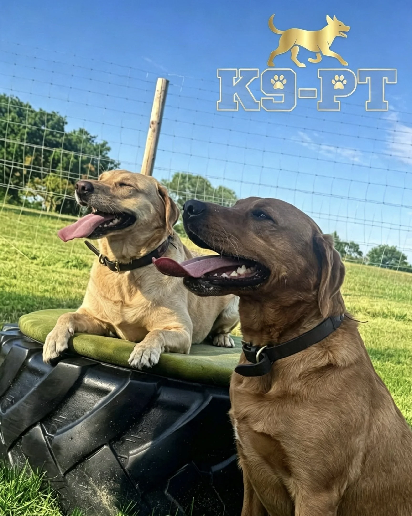 Two dogs are sitting on a green surface in front of  on secure 6ft fencing — private dog field, Haslington By-Pass, Sandbach, Cheshire. A sign reading 'K9-PT' with a gold dog silhouette and paw print