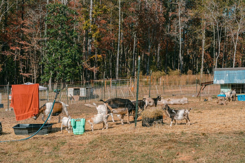 Goats in a fenced outdoor area with trees in the background, some goats are grazing on hay, and there is a blue shed on the right.