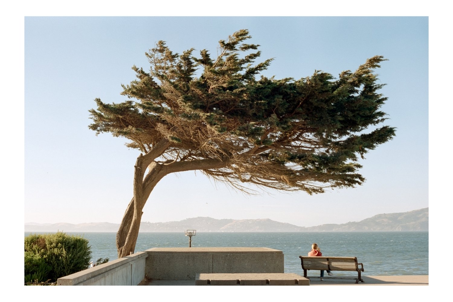Marina Green tree and a bench below it