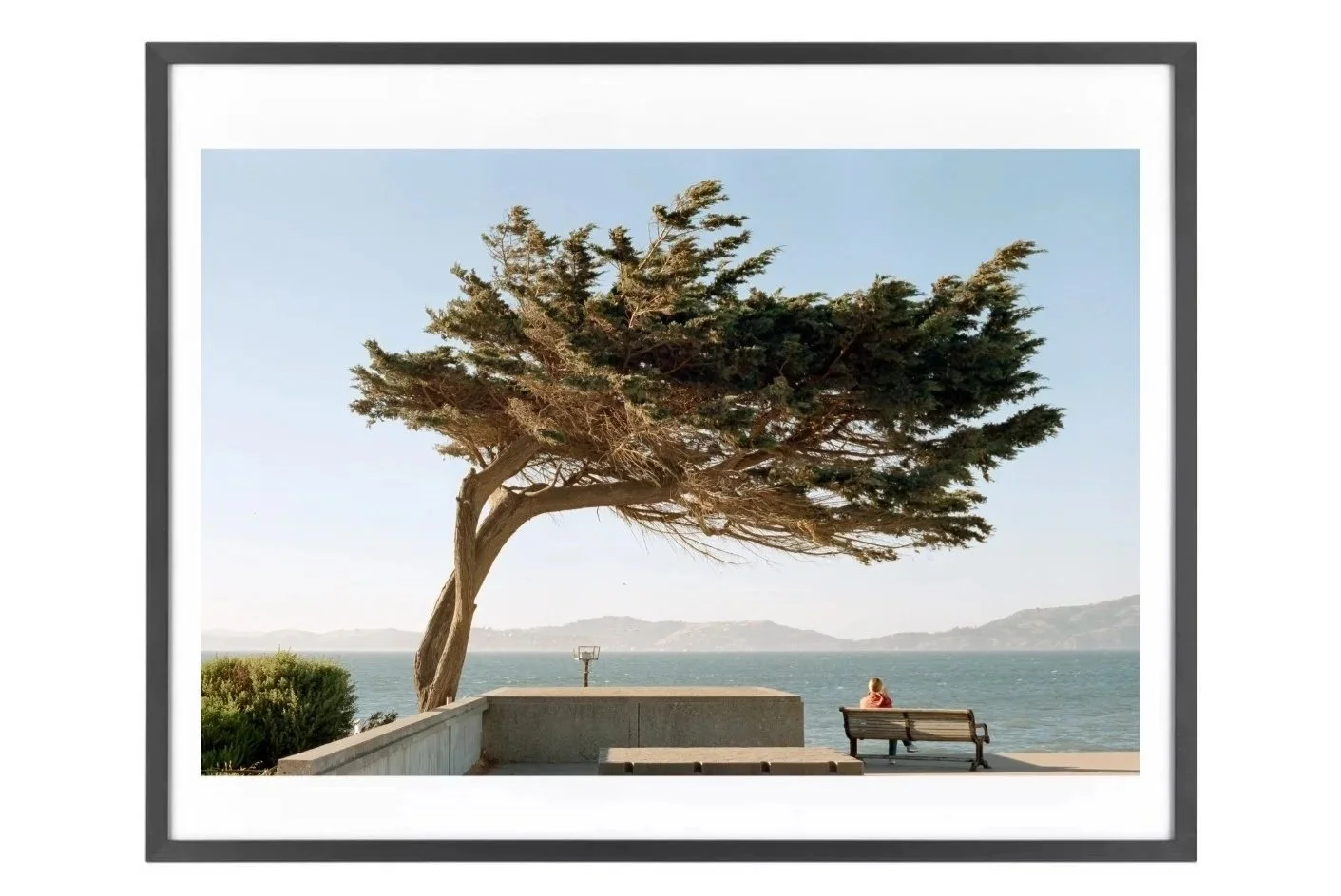 Lonely Tree