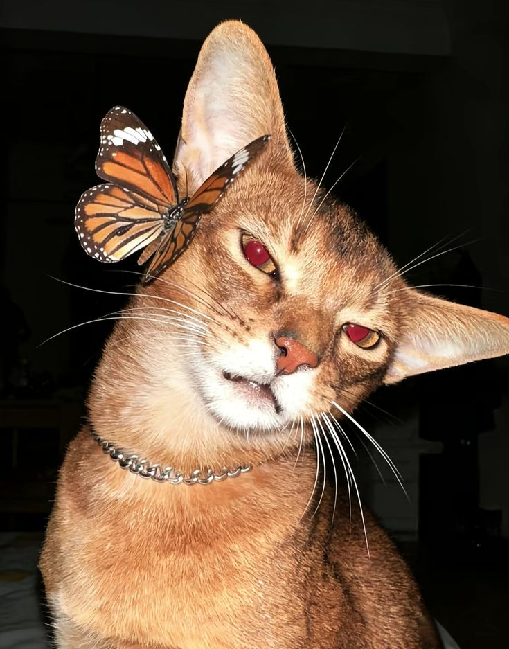 image (39).png