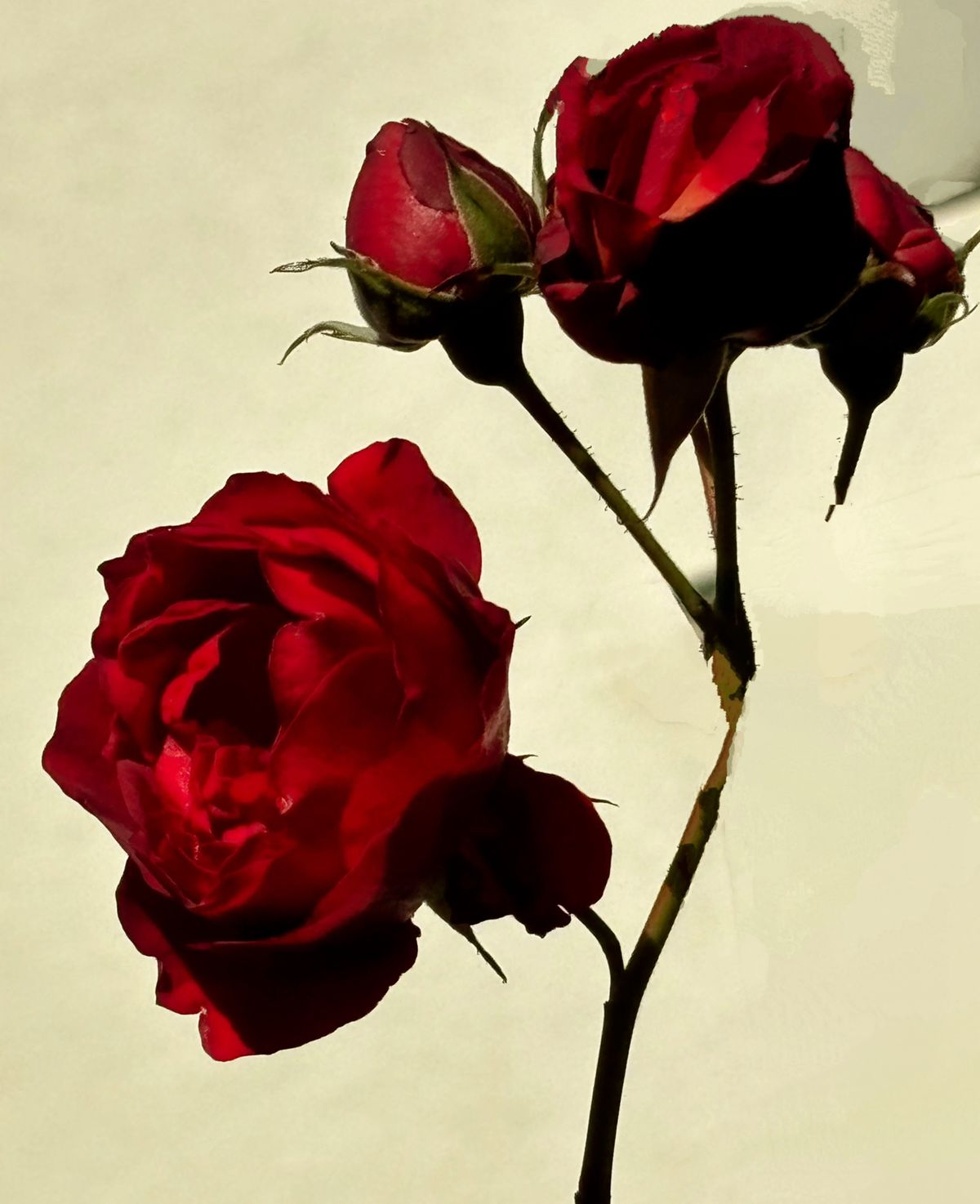 image (30).png