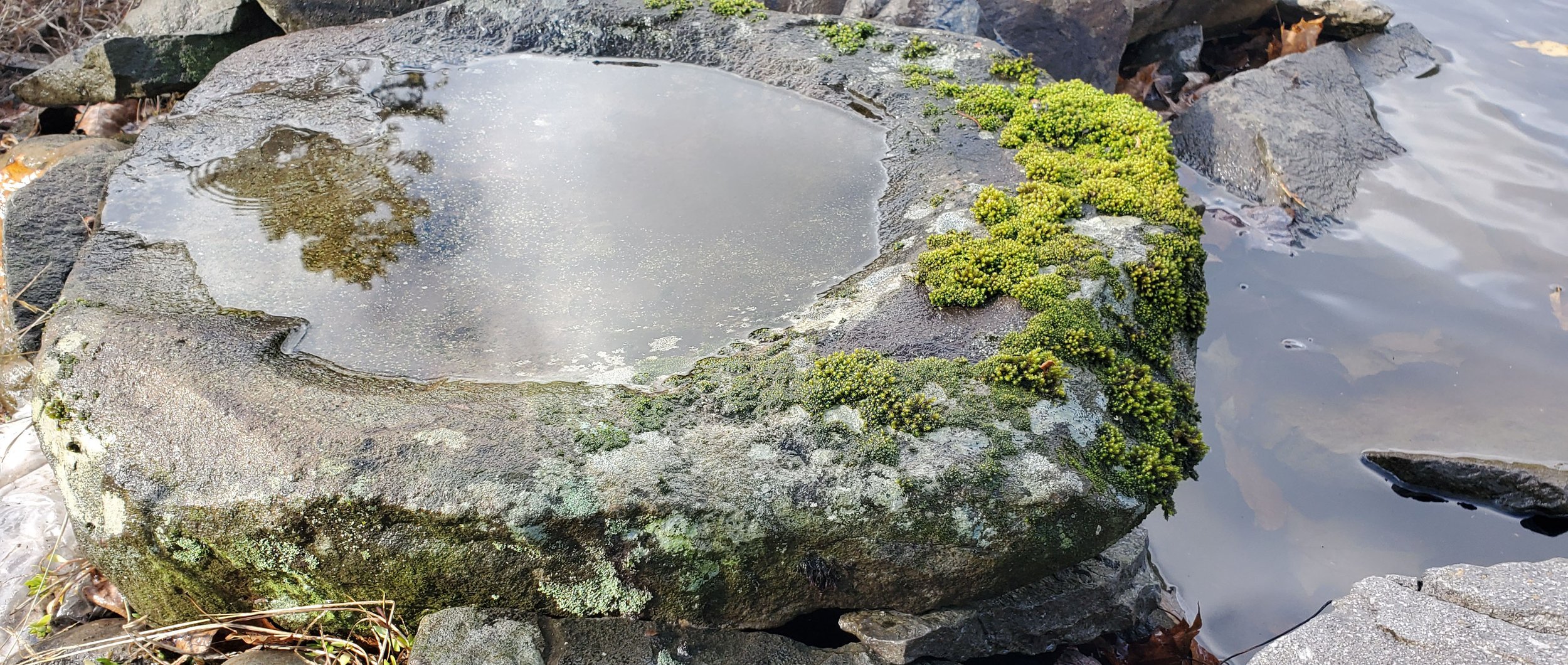 A large, flat rock with a puddle of water on top, reflecting the sky and trees. Green moss and small plants grow along the edges of the rock, with other rocks and water visible nearby.