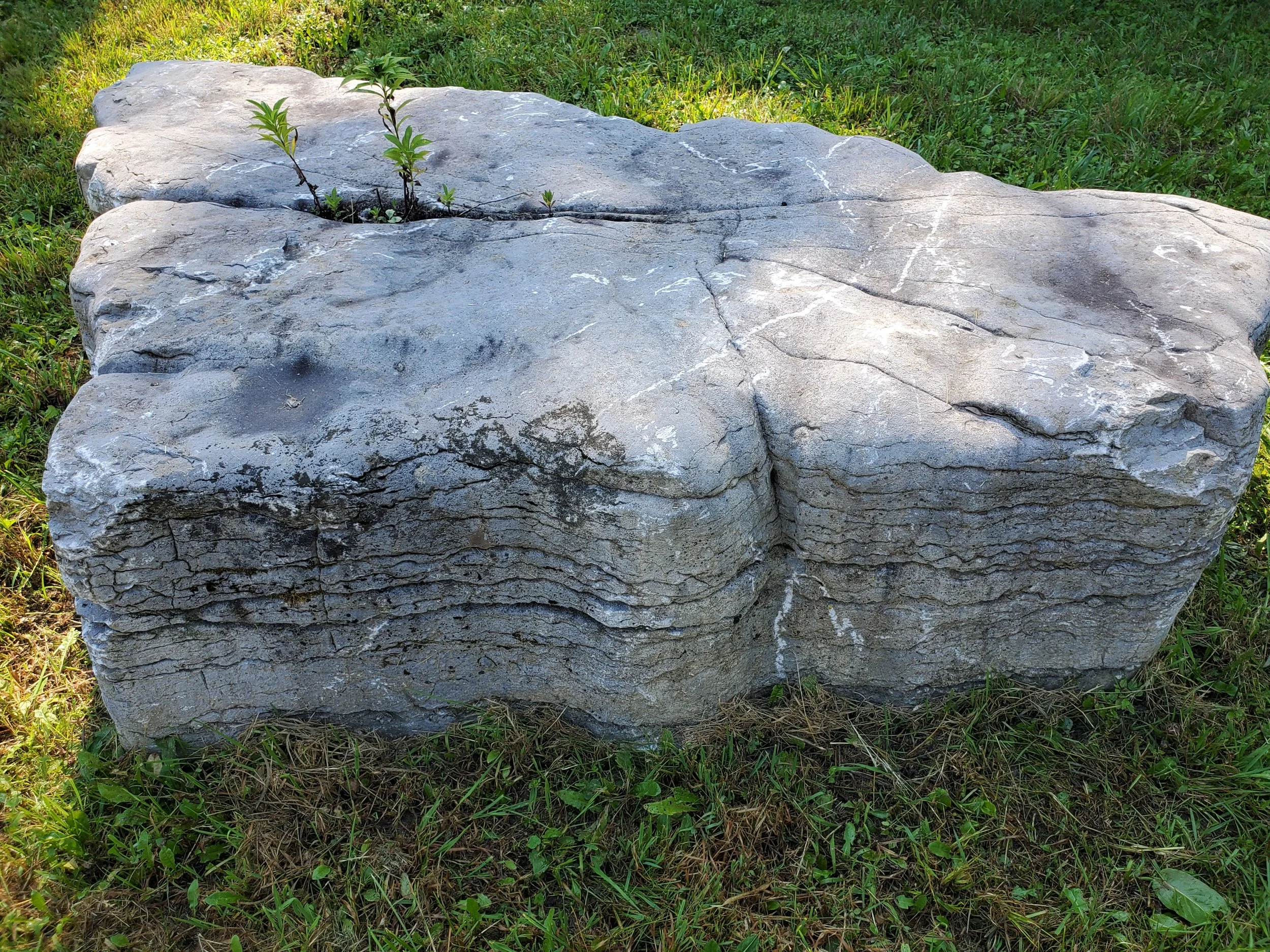 Large gray rock with white mineral veins in grass and small plants growing through a crack on top.