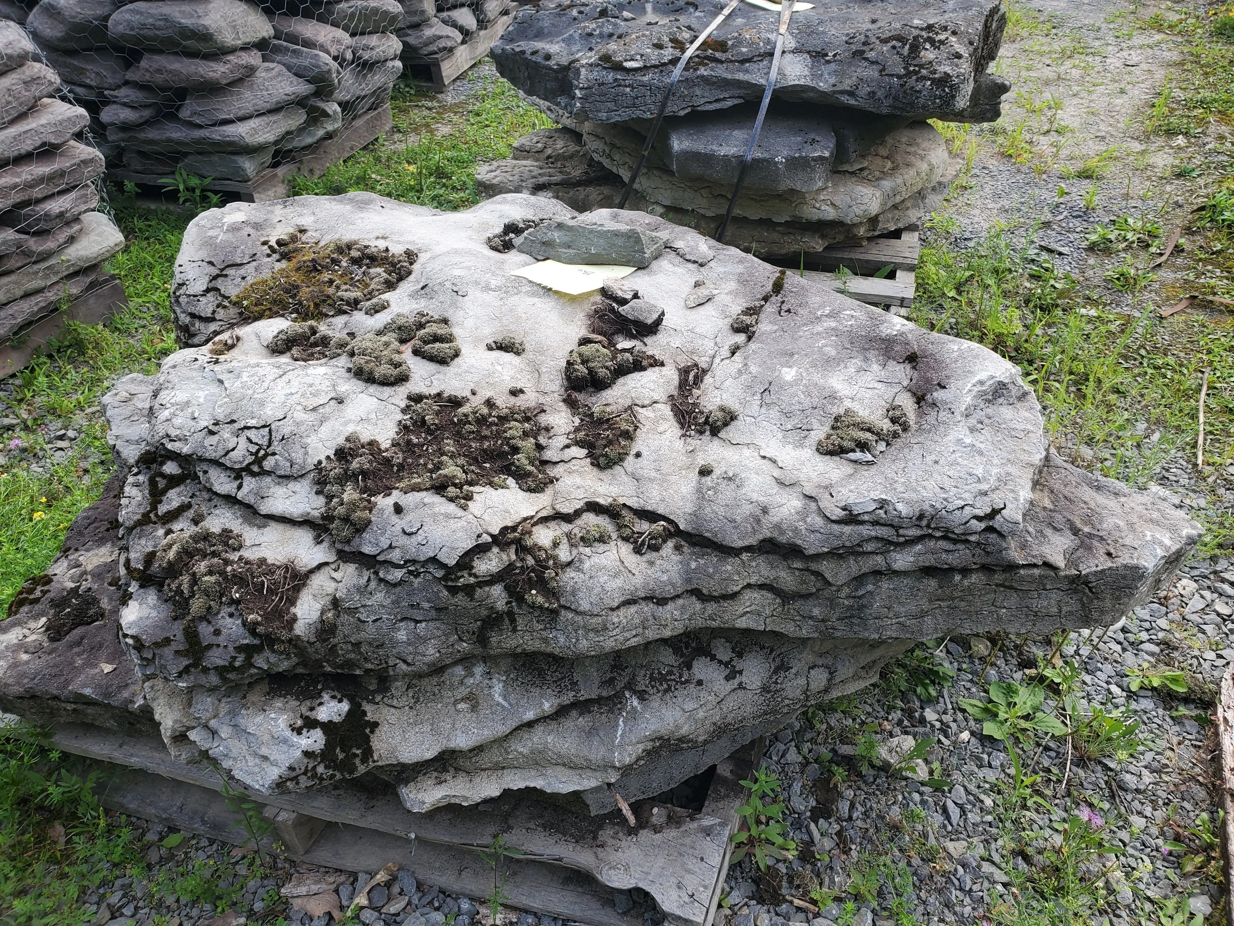 Large gray rock with patches of moss and lichen, placed on a wooden pallet outdoors surrounded by smaller rocks and grass.