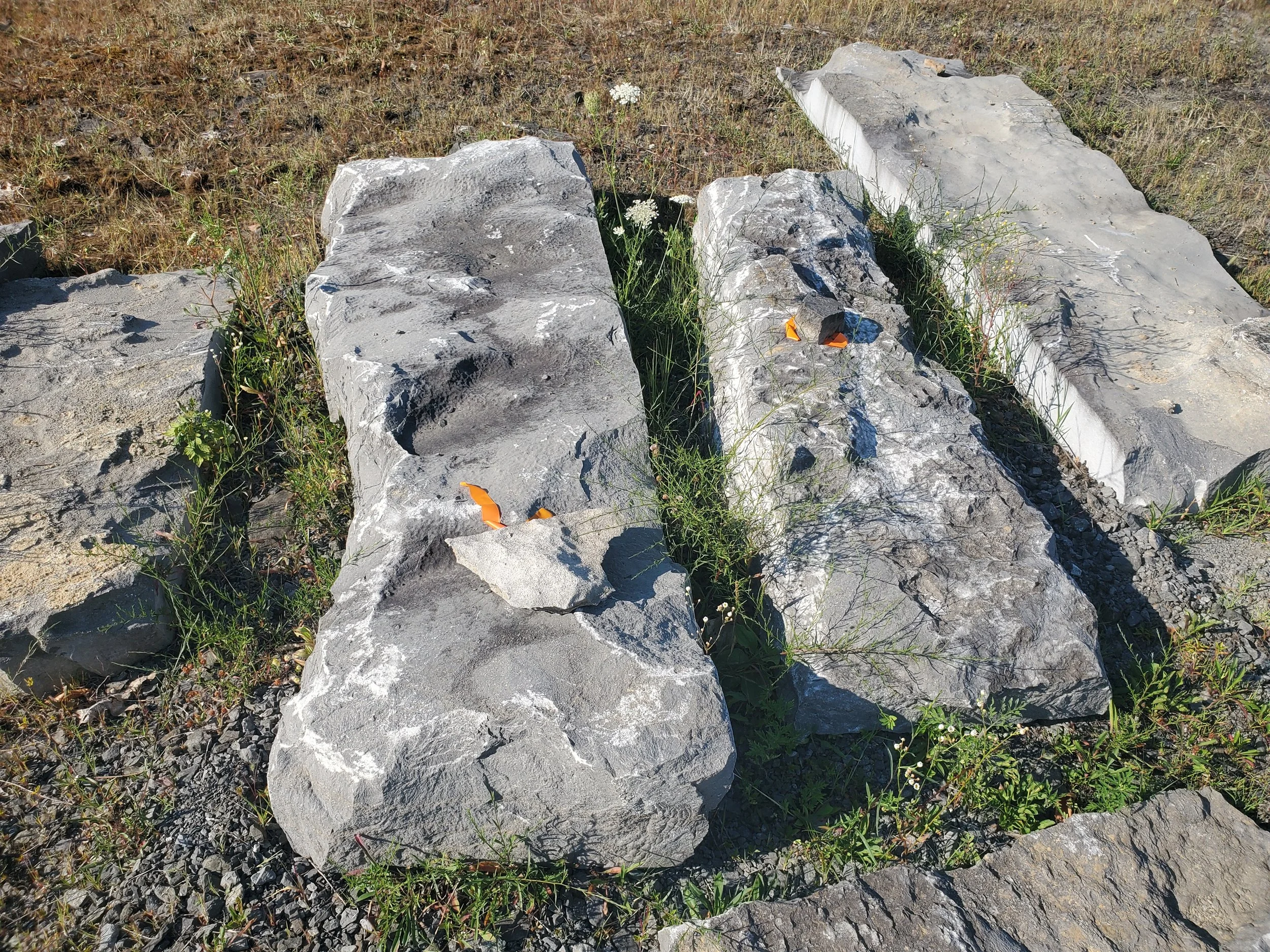 Three large gray rocks on the ground with small green plants and grass growing around and between them.