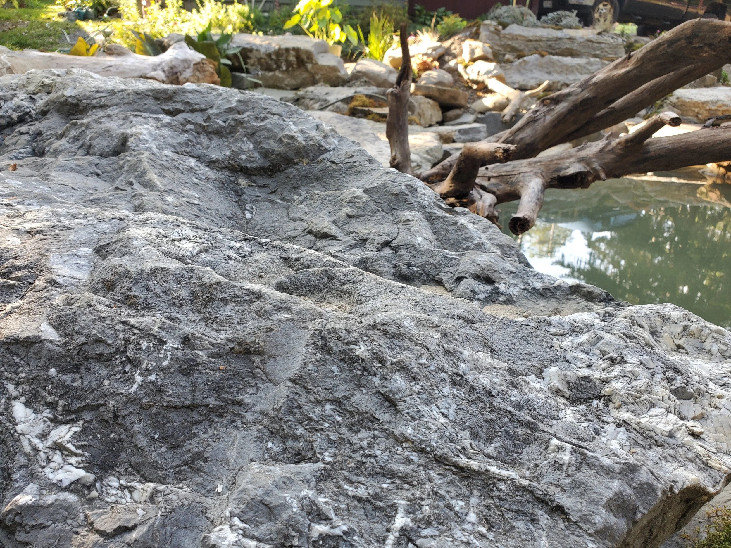 Close-up of a large gray rock near a pond with a fallen tree branch and green plants in the background.