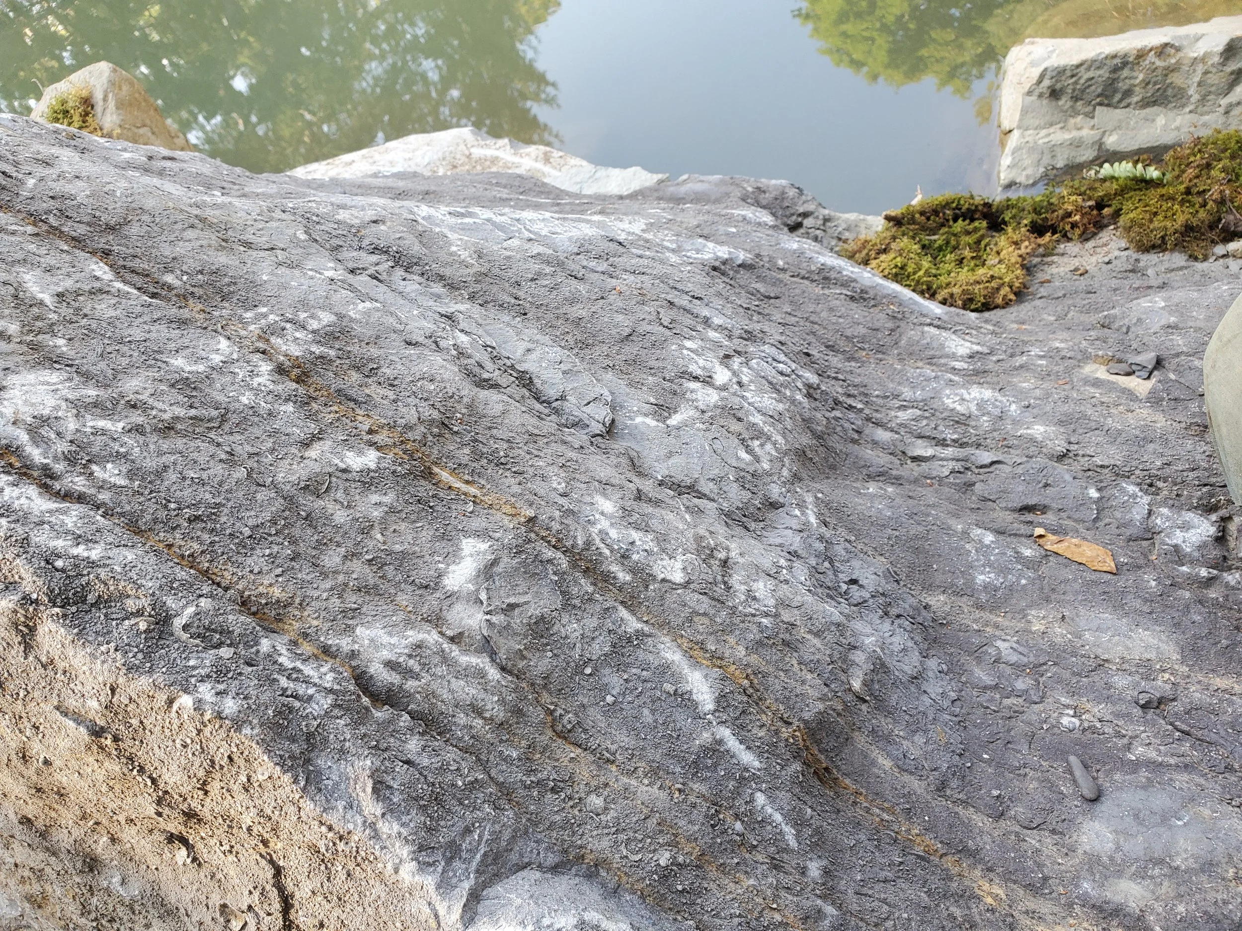 Close-up of textured gray rock with small patches of moss and dirt, with a blurred water body and trees in the background.