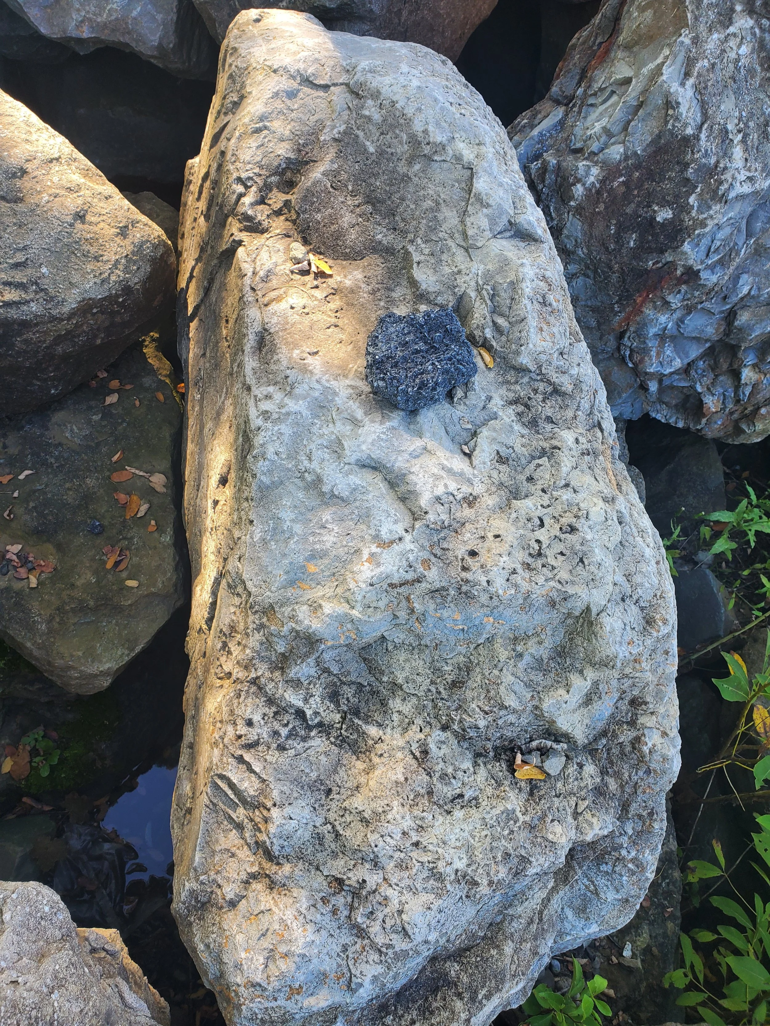 Large gray rock surrounded by smaller rocks and some green plants with yellow leaves nearby.