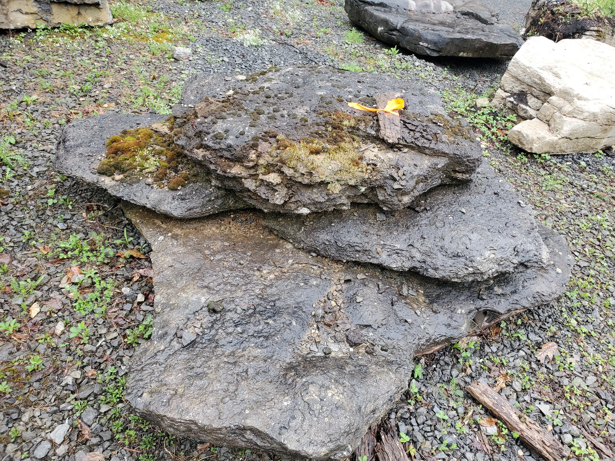 Multiple large, weathered rocks and boulders, some with moss, on damp ground with small green plants and scattered sticks.