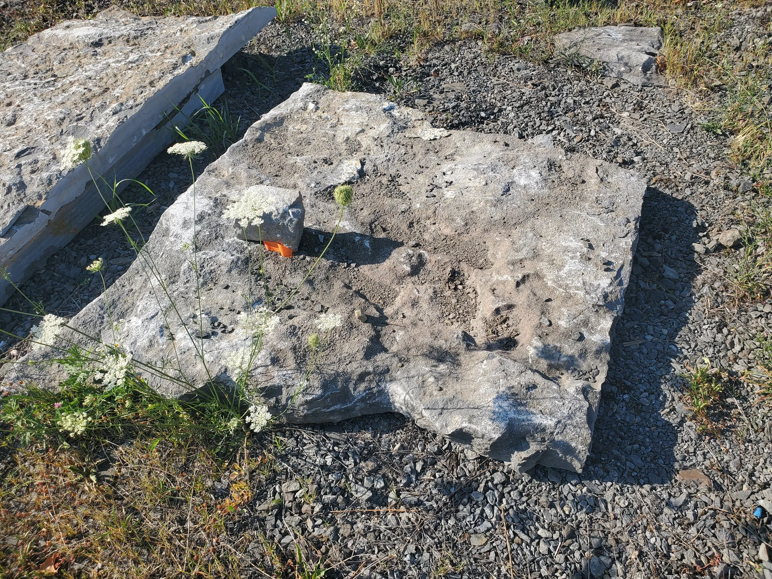Large gray rock on gravel surface with small white flowers and grass around it.