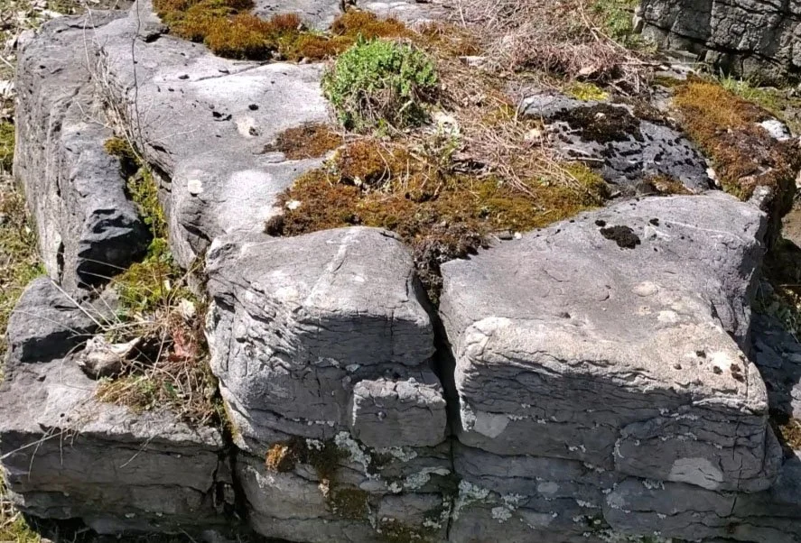 Water wall stone with live plants in New York