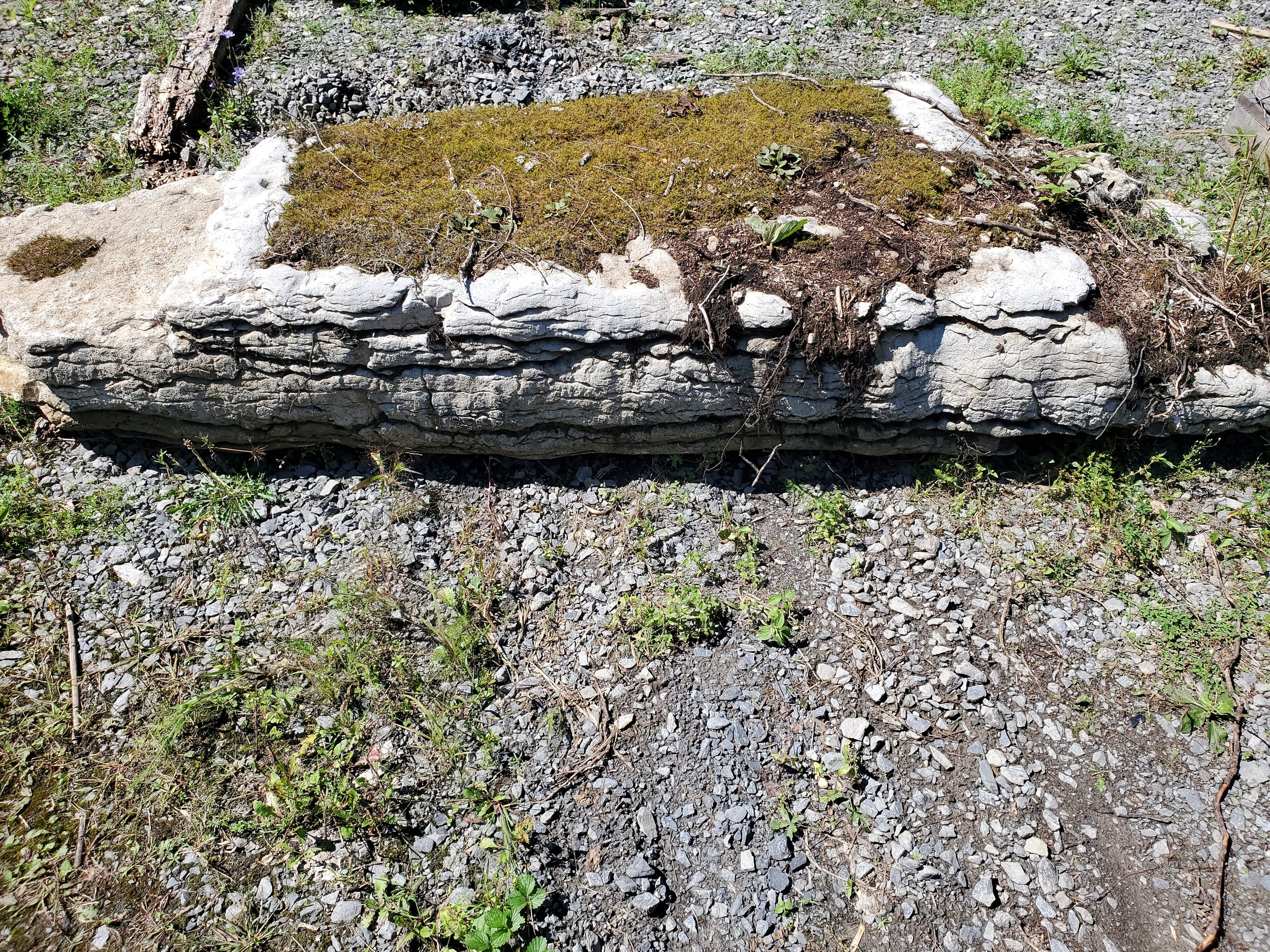 Flat, elongated rock with moss on top, surrounded by gravel and small plants.