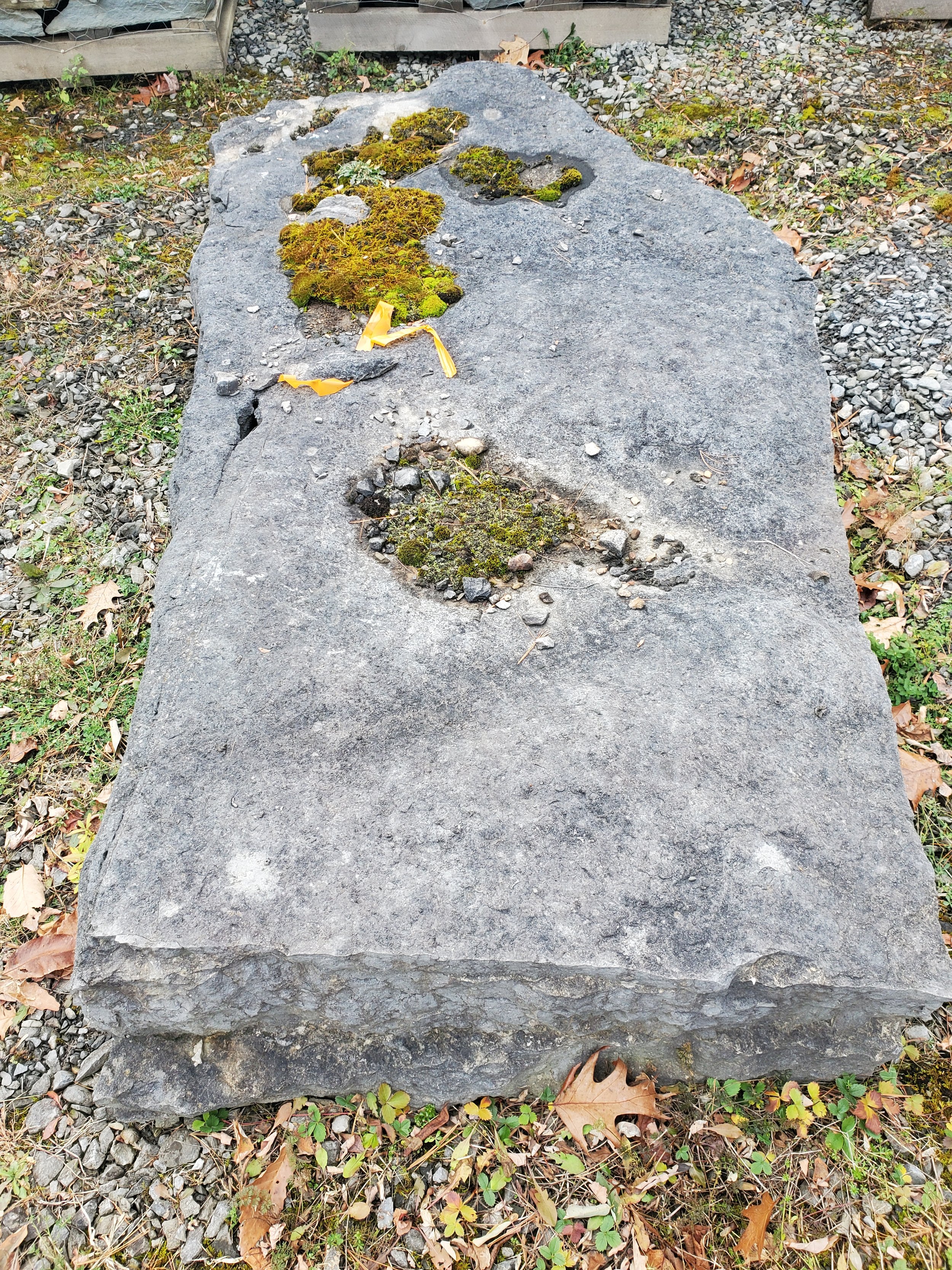 A large, flat stone with moss growing in several patches on its surface, placed outdoors on a bed of small gravel and surrounded by fallen leaves.