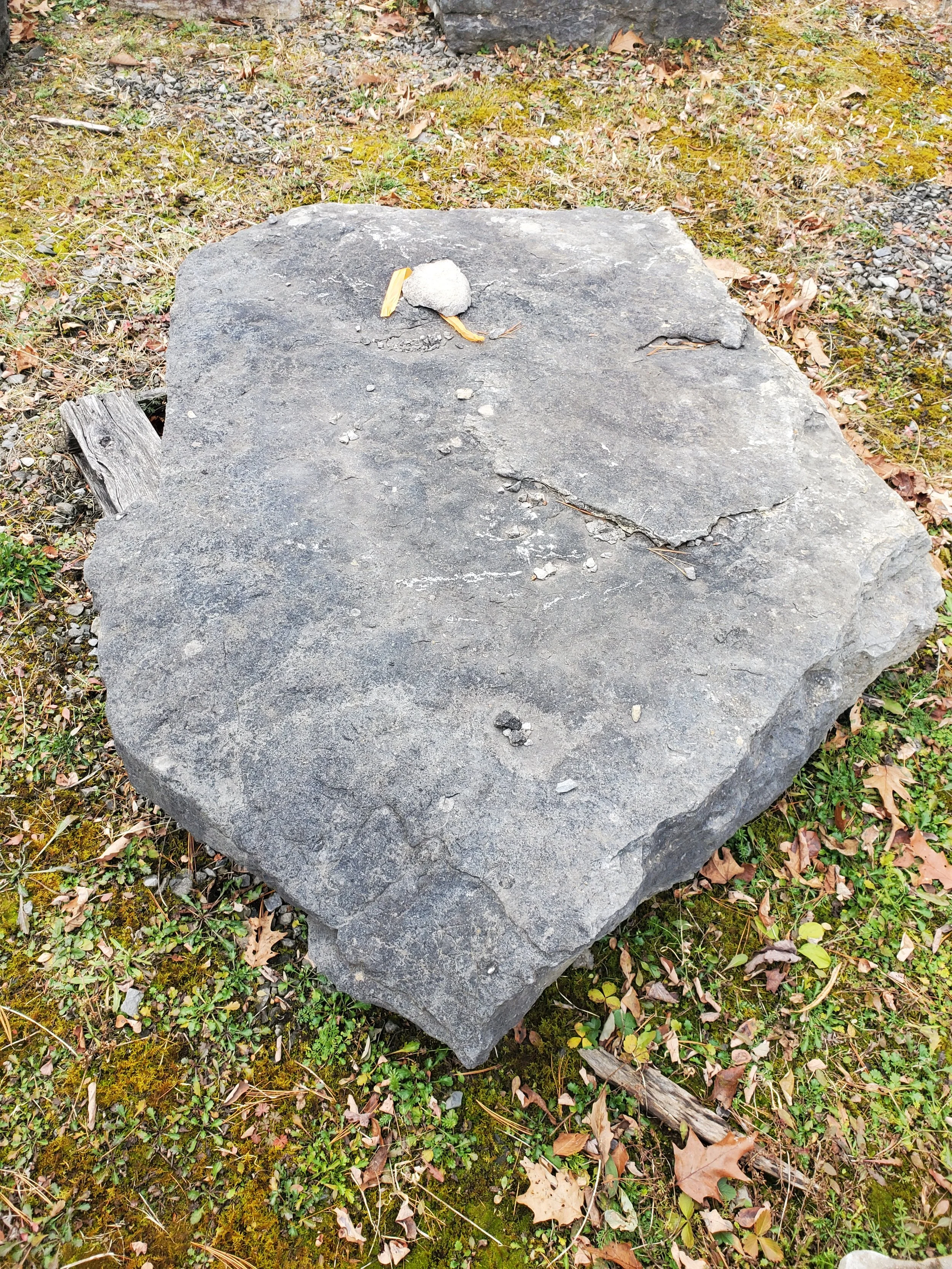 Large flat rock on the ground surrounded by grass, moss, and fallen leaves, with small stones and twigs on top.