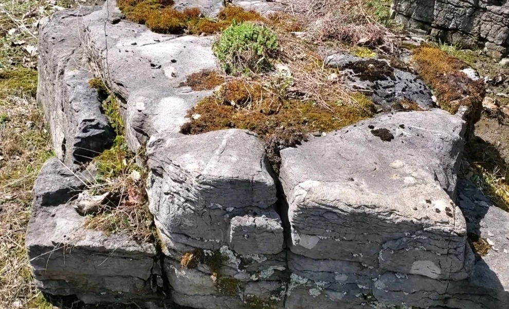 Close-up of stacked gray rocks with patches of moss and small plants growing between them.