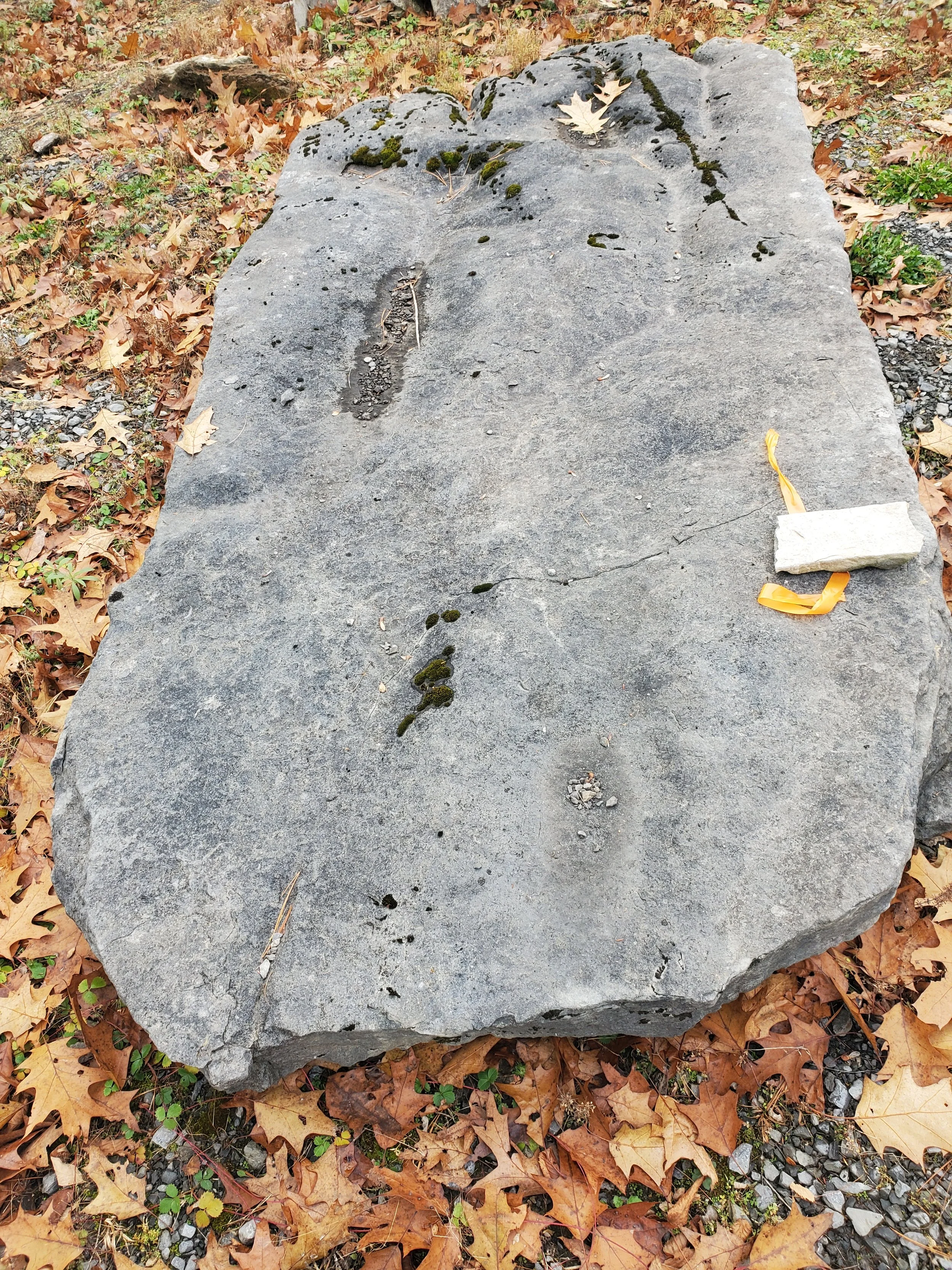 A large gray flat stone on the ground surrounded by fallen autumn leaves, with some moss and small plants growing on it and a yellow ribbon tied to a white plastic tag on the right side.