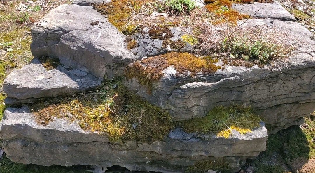 Large, weathered gray rocks with patches of moss and small plants growing in cracks and crevices in a natural outdoor setting.